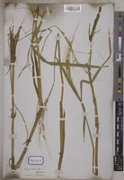 Oryza sativa L. [family POACEAE]