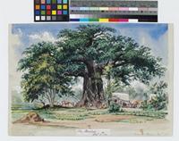 Library Collections: Baines, Thomas