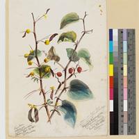 Acacia sp. (left) and Ziziphus sp. RHAMNACEAE (right); watercolour and pencil field sketch