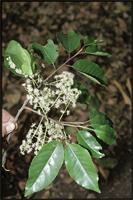 Prunus africana (Hook.f.) Kalkman from Cameroon