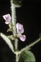 Dicliptera laxata C.B.Clarke from Cameroon
