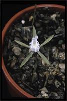 Nervilia crociformis (Zoll. & Moritzi) Seidenf. from Malawi