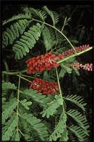 Acacia pervillei Benth. from Madagascar