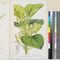 Keramanthus kirkii Hook.f. published illustration from Curtis's Botanical Magazine