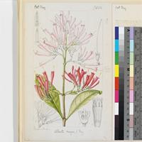 Alberta magna E.Mey. original illustration from Curtis's Botanical Magazine
