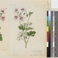 Erodium hymenodes L'Herit. original illustration from Curtis's Botanical Magazine