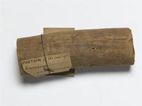 Barringtonia sp.; root