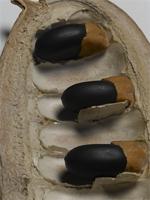 Afzelia quanzensis Welw.; fruit and seeds