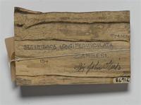 Securidaca longipedunculata Fresen.; wood