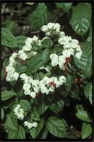 Clerodendrum sp. from Cameroon