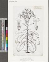 Kalanchoe crenata (Andrews) Haw.; original illustration from FWTA