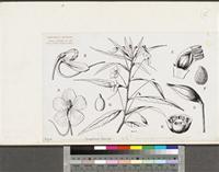 Impatiens irvingii Hook.f.; original illustration from FWTA