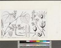Adenia cissampeloides (Planch. ex Hook.) Harms; original illustration from FWTA