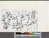 Dissotis rotundifolia (Sm.) Triana; original illustration from FWTA