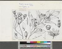 Nesogordonia papaverifera (A.Chev.) Capuron ex N.Hallé; original illustration from FWTA