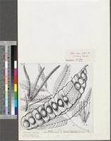 Entada africana Guill. & Perr.; original illustration from FWTA