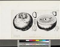 Omphalocarpum ahia A.Chev.; original illustration from FWTA