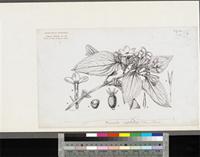 Mussaenda erythrophylla Schumach. & Thonn.; original illustration from FWTA