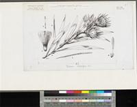Dicoma sessiliflora Harv.; original illustration from FWTA