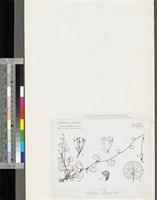 Sibthorpia europaea L.; original illustration from FWTA
