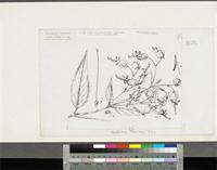 Clerodendrum thomsoniae Balf.; original illustration from FWTA