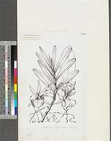 Angraecum eichlerianum Kraenzl.; original illustration from FWTA