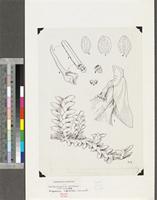 Angraecum aporoides Summerh.; original illustration from FWTA