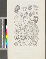 Syrrhonema hexastamineum Keay; original illustration from FWTA