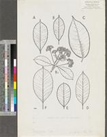 Syzygium spp.; original illustration from FWTA