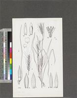 Beckeropsis laxior Clayton; original illustration from FWTA
