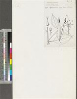 Afrobrunnichia erecta (Asch.) Hutch. & Dalziel; original illustration from FWTA