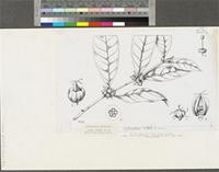 Globulostylis talbotii Wernham; original illustration from FWTA
