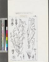 Cephalostigma perrottetii A.DC. and Wahlenbergia arguta Hook.f.; original illustration from FWTA