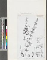 Tinnea barteri Gürke; original illustration from FWTA