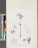 Disperis togoensis Schltr.; original illustration from FWTA