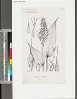 Olyra latifolia L.; original illustration from FWTA