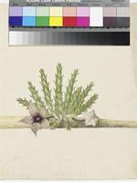 Stapelia irrorata Masson original illustration by Francis Masson