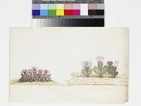 Mesembryanthemum simplex original illustration by Francis Masson