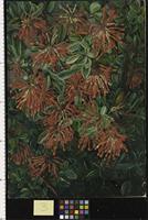 Burning Bush and Emu Wren of Chili
