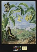 Yellow Bignonia and Swallow-tail Butterflies with a view of Congonhas, Brazil