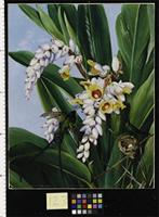 Foliage and Flowers of Alpinia nutans, and a pair of Doctor Humming Birds, Jamaica