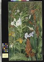 Brazilian Wild Flowers