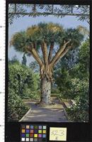 Dragon Tree in a garden at Santa Cruz, Teneriffe