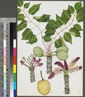 Sclerocarya birrea (A.Rich.) Hochst. original illustration from the 'Trees of Central Africa'