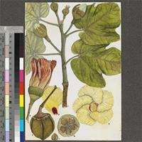Azanza garckeana (F.Hoffm.) Exell & Hillc. original illustration from the 'Trees of Central Africa'