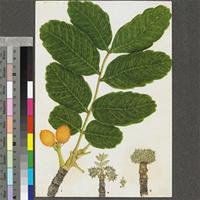 Dialiopsis africana Radlk. original illustration from the 'Trees of Central Africa'