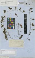 Type of Mapouria tenuis Müll.Arg. [family RUBIACEAE]