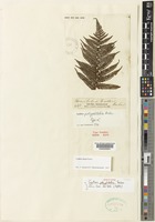 Isotype of Cyathea polyphlebia Baker [family CYATHEACEAE]