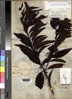 Holotype of Aidia gardneri (Thwaites) Tirveng. [family RUBIACEAE]