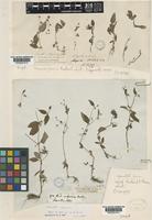 Neanotis calycina (Wall. ex Hook.f.) W.H.Lewis [family RUBIACEAE]